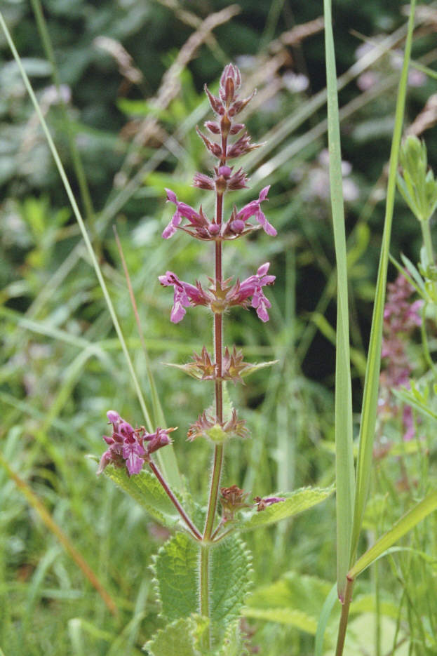 Stachys sylvatica / Wald-Ziest / Lamiaceae / Lippenblütengewächse
