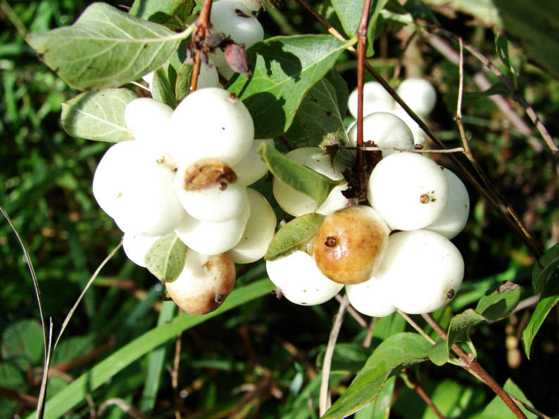 Symphoricarpos racemosus / Gemeine Schneebeere / Caprifoliaceae / Geißblattgewächse