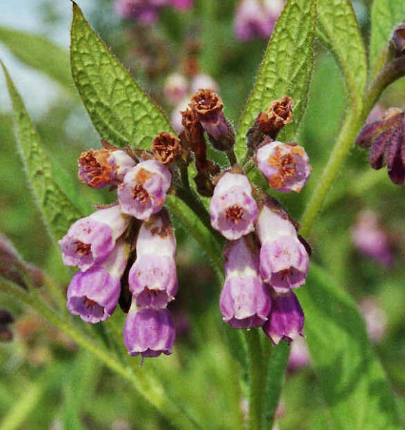 Symphytum x uplandicum / Comfrey / Futter-Beinwell / Boraginaceae / Borretschgewächse / Raublattgewächse