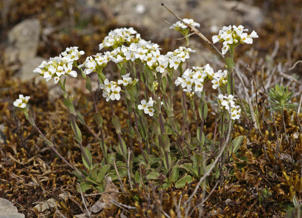 Thlaspi montanum / Berg-Hellerkraut / Brassicaceae / Kreuzblütengewächse