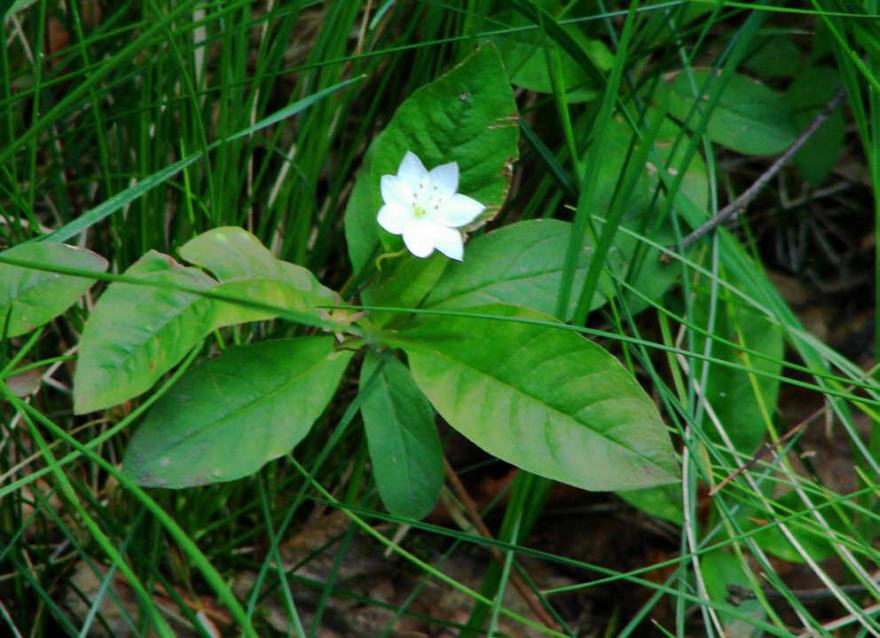 Trientalis europaea / Europäischer Siebenstern / Primulaceae - Primelgewächse