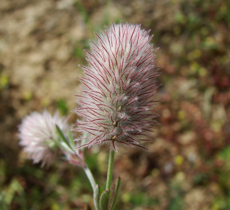 Trifolium arvense / Hasenklee / Fabaceae / Schmetterlingsblütengewächse