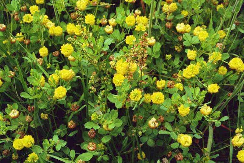 Trifolium campestre / Feld-Klee / Fabaceae / Schmetterlingsblütengewächse