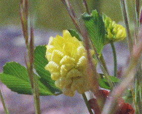 Trifolium campestre / Feld-Klee / Fabaceae / Schmetterlingsblütengewächse