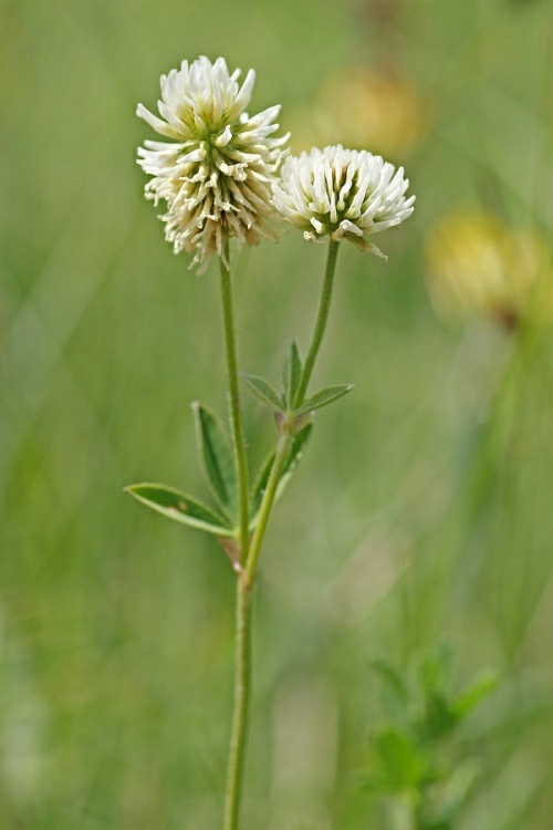 Trifolium montanum / Berg-Klee / Fabaceae / Schmetterlingsblütengewächse