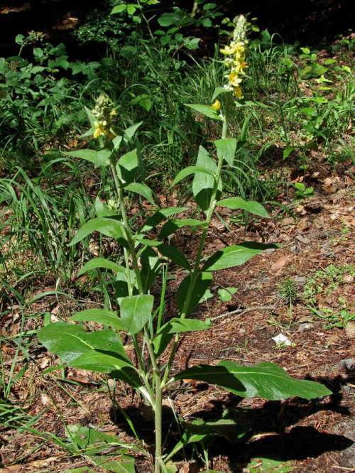 Verbascum nigrum / Schwarze Königskerze / Scrophulariaceae / Braunwurzgewächse