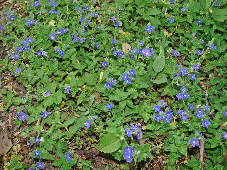 Veronica chamaedrys / Gewöhnlicher Gamander Ehrenpreis / Veronicaceae / Ehrenpreisgewächse - vormals Srophulariaceae / Braunwurzgewächse
