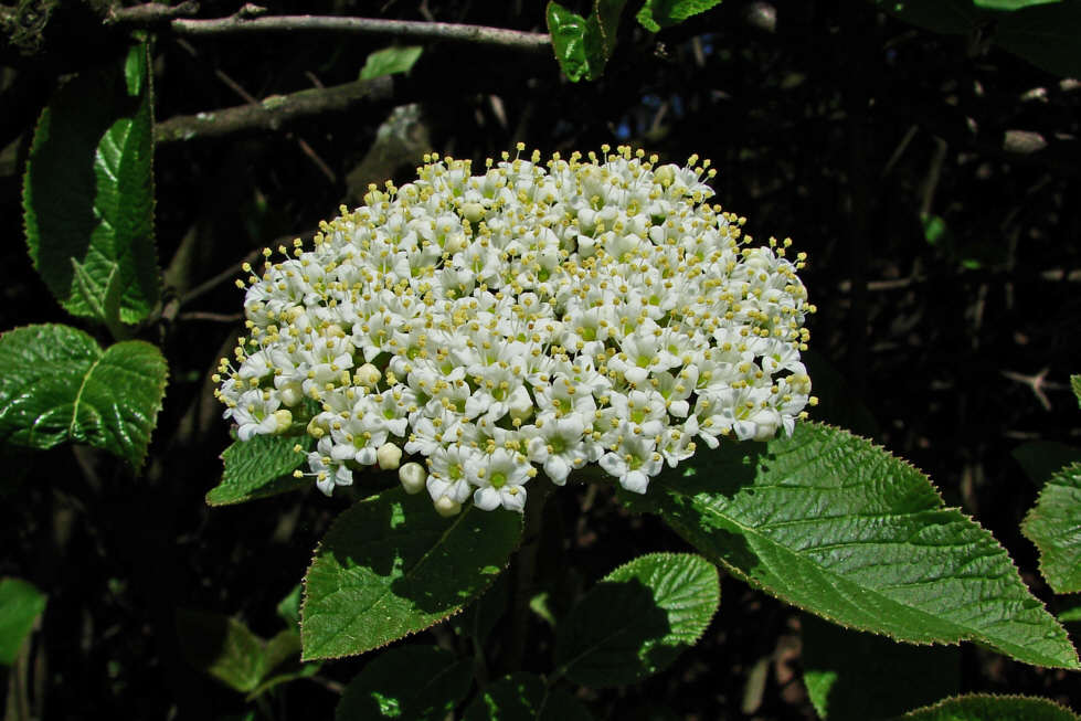Viburnum lantana / Wolliger Schneeball / Caprifoliaceae / Geißblattgewächse