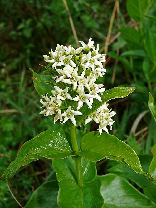 Vincetoxicum hirundinaria / Weiße Schwalbenwurz / Asclepiadaceae / Schwalbenwurzgewächse