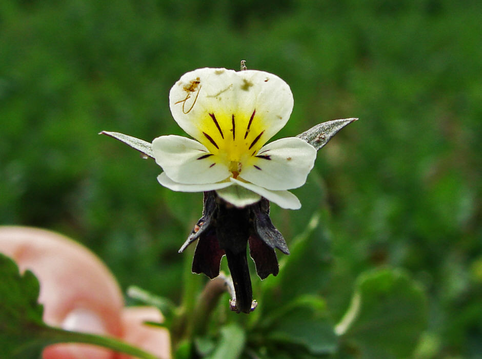Viola arvensis ssp. arvensis / Gewöhnliches Acker-Stiefmütterchen / Acker-Veilchen / Violaceae / Veilchengewächse