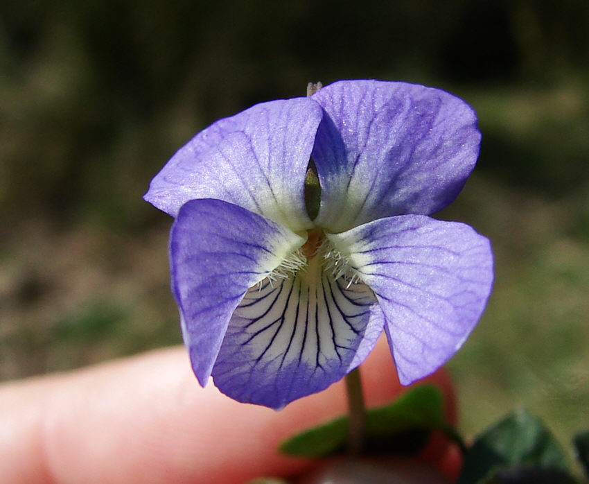 Viola canina / Hunds-Veilchen / Violaceae / Veilchengewächse