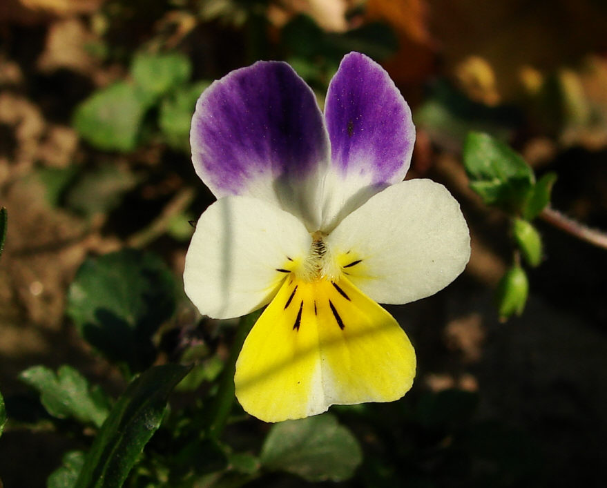 Viola tricolor ssp. tricolor / Wiesen-Stiefmütterchen / Violaceae / Veilchengewächse