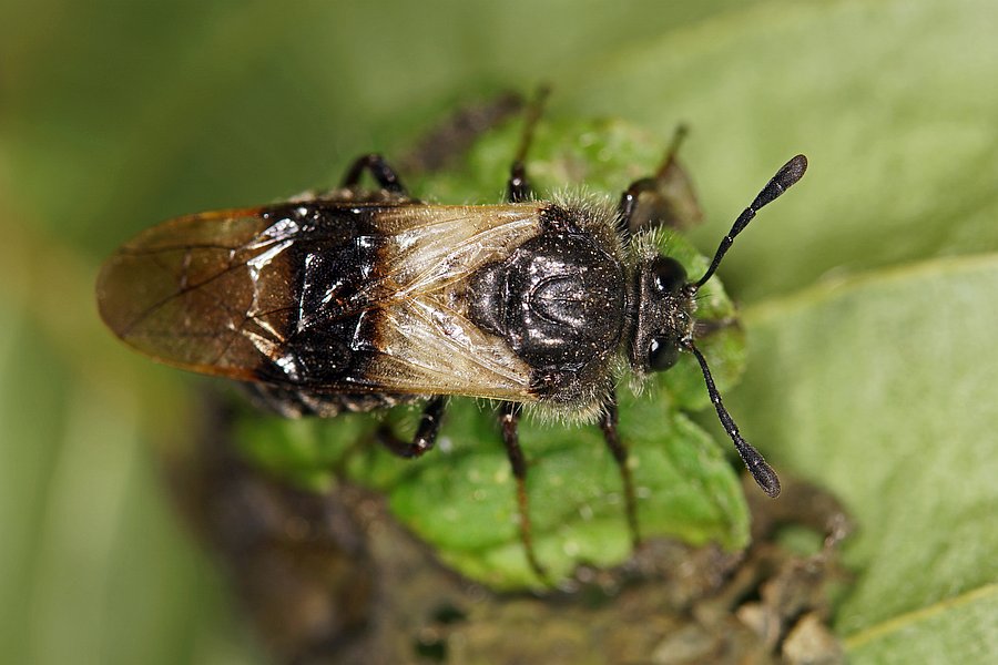 Abia fasciata / Geißblatt-Keulhornblattwespe / Keulhornblattwespen - Cimbicidae - Abiinae / Pflanzenwespen - Symphyta / Ordnung: Hautflügler - Hymenoptera