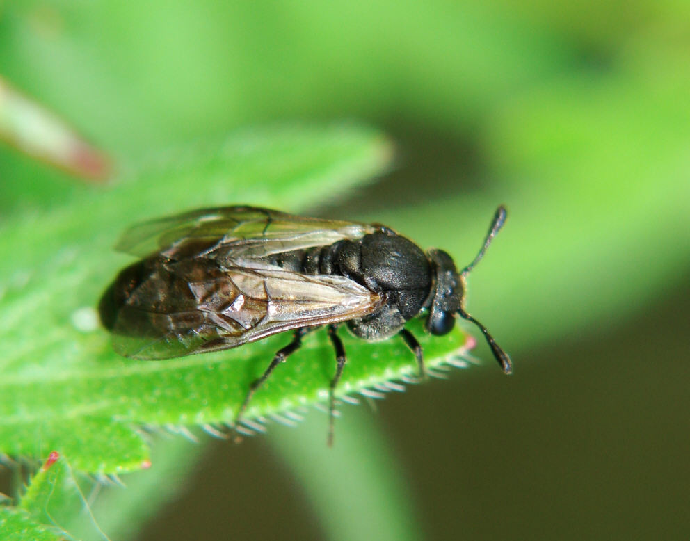 Corynis obscura / Keulenhornwespe / Keulhornblattwespen - Cimbicidae / Pflanzenwespen - Symphyta / Ordnung: Hautflügler - Hymenoptera