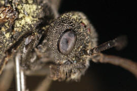 Dolerus nigratus / Ohne deutschen Namen / Echte Blattwespen - Tenthredinidae / Pflanzenwespen - Symphyta / Ordnung: Hautflügler - Hymenoptera