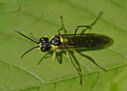 Tenthredo mesomela / "Blattwespe" / Echte Blattwespen - Tenthredinidae / Pflanzenwespen - Symphyta / Ordnung: Hautflügler - Hymenoptera