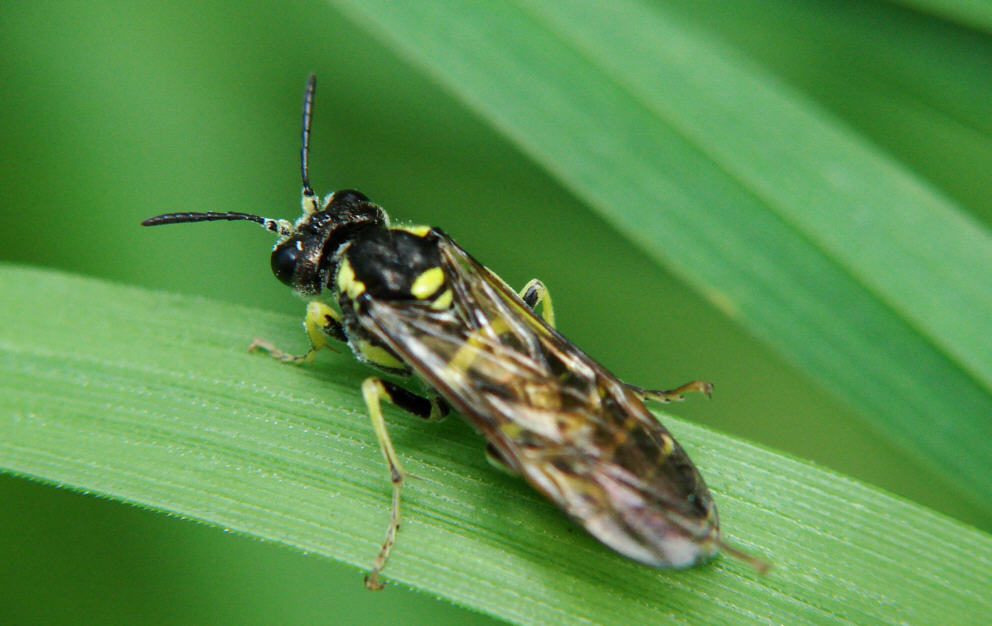 Tenthredo notha / "Blattwespe" / Echte Blattwespen - Tenthredinidae / Pflanzenwespen - Symphyta / Ordnung: Hautflügler - Hymenoptera