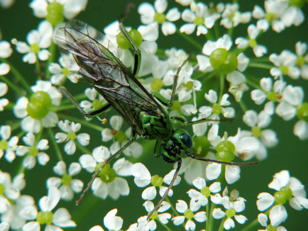Tenthredo olivacea / "Blattwespe" / Echte Blattwespen - Tenthredinidae / Pflanzenwespen - Symphyta / Ordnung: Hautflügler - Hymenoptera