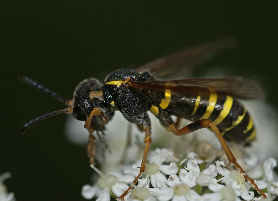 Tenthredo vespa / "Gelbschwarze Blattwespe" / Echte Blattwespen - Tenthredinidae / Pflanzenwespen - Symphyta / Ordnung: Hautflügler - Hymenoptera