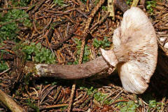 Armillaria solidipes / Dunkler Hallimasch (syn. Armillaria ostoyae)  / Physalacriaceae / Rindenschwammartige