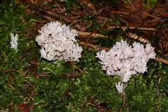 Clavulina coralloides (syn. Clavulina cristata) / Kammkoralle / Clavulinaceae / Keulenpilzverwandte
