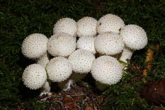 Lycoperdon perlatum / Flaschenstäubling / Flaschenbovist / Agaricaceae / Champignonverwandte
