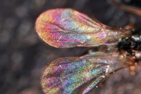 Bethylidae spec. / Unbestimmte Plattwespen / Plattwespen - Bethylidae / Ordnung: Hautflügler - Hymenoptera