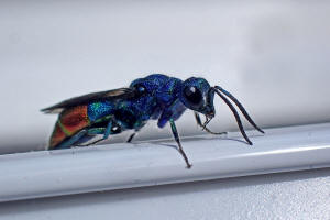 Chrysis fulgida / Blaugrnrote Goldwespe / Goldwespen - Chrysididae