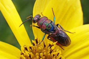 Hedychrum rutilans / Goldwespe / Goldwespen - Chrysididae / Ordnung: Hautflgler - Hymenoptera