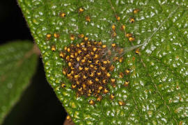 Jungspinnen von Araneus diadematus / Gartenkreuzspinne / Araneidae - Radnetzspinnen