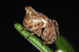 Cyclosa conica / Konusspinne / Araneidae - Echte Radnetzspinnen / Ordnung: Webspinnen - Araneae