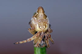 Cyclosa conica / Konusspinne / Araneidae - Echte Radnetzspinnen / Ordnung: Webspinnen - Araneae