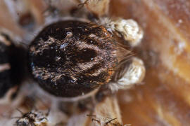 Aelurillus v-insignitus / Springspinne (Mnnchen) / Springspinnen - Salticidae