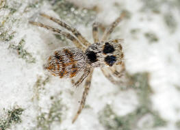 Philaeus chrysops / Goldaugenspringspinne (juvenil) / Salticidae - Springspinnen / Ordnung: Webspinnen - Araneae