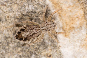 Pseudicius picaceus (Simon, 1868) / Springspinnen - Salticidae