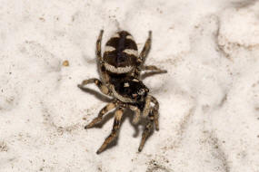 Salticus scenicus / Zebra-Springspinne / Familie: Salticidae - Springspinnen / Ordnung: Webspinnen - Araneae