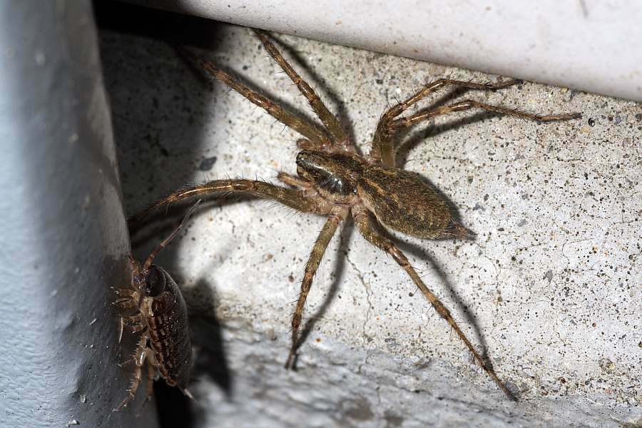 Allagelena gracilens / Ohne deutschen Namen / Trichterspinnen - Agelenidae / Ordnung: Webspinnen - Araneae