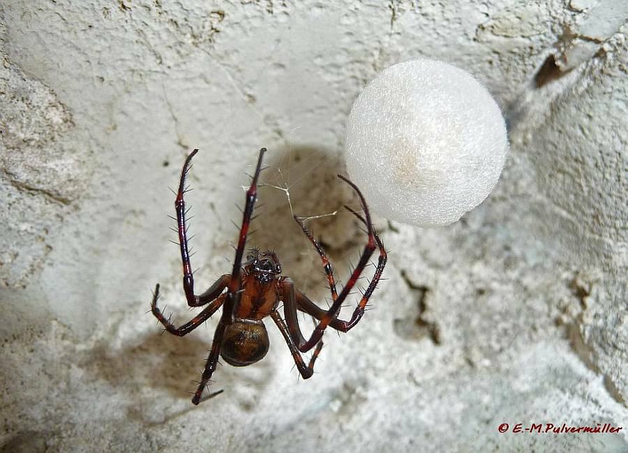 Meta menardi / Höhlenkreuzspinne / Dickkieferspinnen - Tetragnathidae / Ordnung: Webspinnen - Araneae