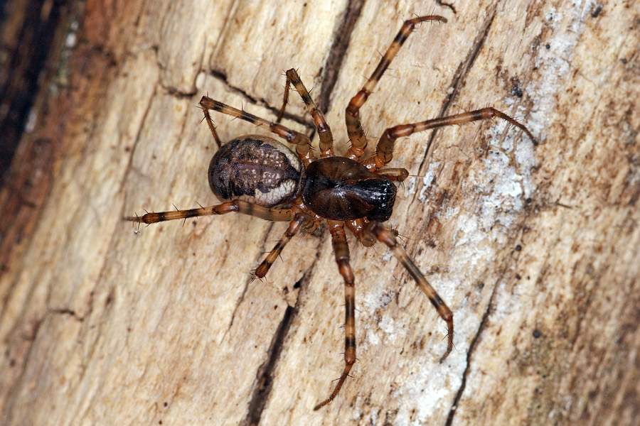 Neriene montana / Bergbaldachinspinne / Baldachinspinnen - Linyphiidae / Ordnung: Webspinnen - Araneae