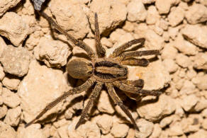 Alopecosa trabalis / Balken-Tarantel / Breitgebänderte Scheintarantel / Lycosidae - Wolfspinnen / Ordnung: Webspinnen - Araneae