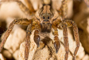 Alopecosa trabalis / Balken-Tarantel / Breitgebänderte Scheintarantel / Lycosidae - Wolfspinnen / Ordnung: Webspinnen - Araneae