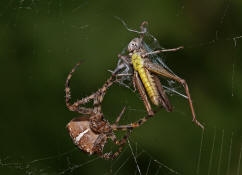 Araneus diadematus / Gartenkreuzspinne / Araneidae - Radnetzspinnen (mit Chorthippus biguttulus - Nachtigall-Grashüpfer als Beute)