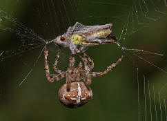 Araneus diadematus / Gartenkreuzspinne / Araneidae - Radnetzspinnen (mit Chorthippus biguttulus - Nachtigall-Grashüpfer als Beute)