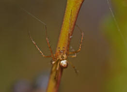 Metellina segmentata / Herbstspinne / Familie: Dickkieferspinnen (Streckerspinnen) - Tetragnathidae / Ordnung: Webspinnen - Araneae Unterordnung: Echte Webspinnen - Araneomorphae