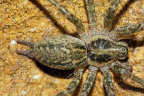 Allagelena gracilens / Ohne deutschen Namen / Trichterspinnen - Agelenidae / Ordnung: Webspinnen - Araneae