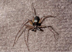 Philodromus aureolus / Goldfarbige Laufspinne / Laufspinnen - Philodromidae / Ordnung: Webspinnen - Araneae