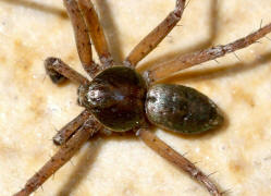 Philodromus aureolus / Goldfarbige Laufspinne / Laufspinnen - Philodromidae / Ordnung: Webspinnen - Araneae