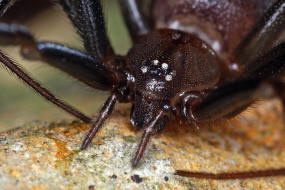 Steatoda grossa / Falsche Schwarze Witwe / Kugelspinnen (Haubennetzspinnen) - Theridiidae / Ordnung: Webspinnen - Araneae