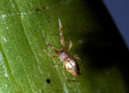 Uloborus plumipes / Gewächshaus-Federfußspinne / Kräuselradnetzspinnen - Uloboridae