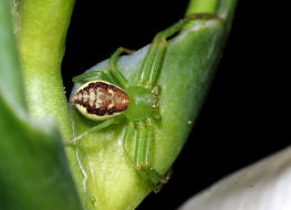 Diaea dorsata / Grne Krabbenspinne / Familie: Krabbenspinnen - Thomisidae / Ordnung: Webspinnen - Araneae
